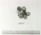 Click for 1 image(s) for this accession. FRUIT
